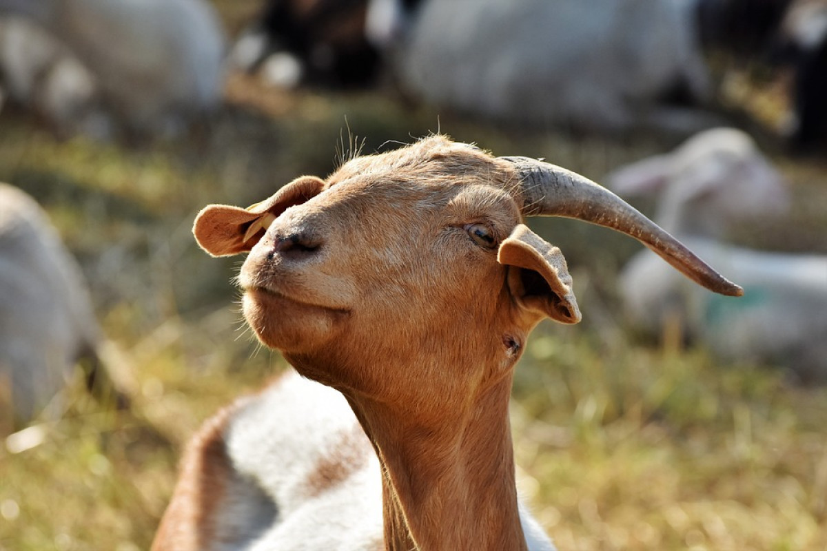 Benarkah Perasan Jeruk Nipis dan Tidak Mencuci Daging Dapat Menghilangkan Bau Prengus pada Daging Kambing Kurban? 