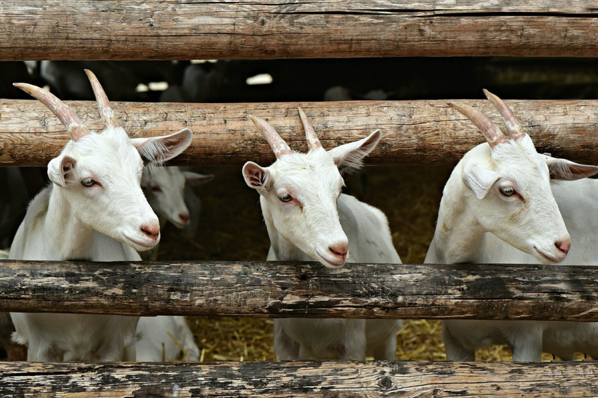 ANTI KOLESTEROL! 5 Masakan Dari Kambing yang Bisa Digunakan untuk Memasak Kambing Selain Gule dan Sate, No 4 Ternyata Masakan Khas dari Jawa Tengah