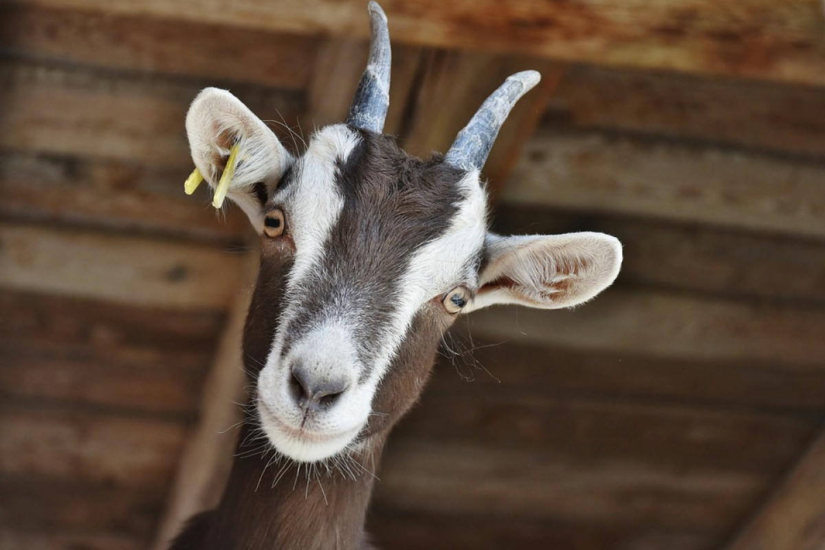 10 Olahan Kambing yang Cocok Untuk Memasak Daging Kurban Selan di Sate dan Gule, Dijamin Gak Bikin Kolesterol Naik!