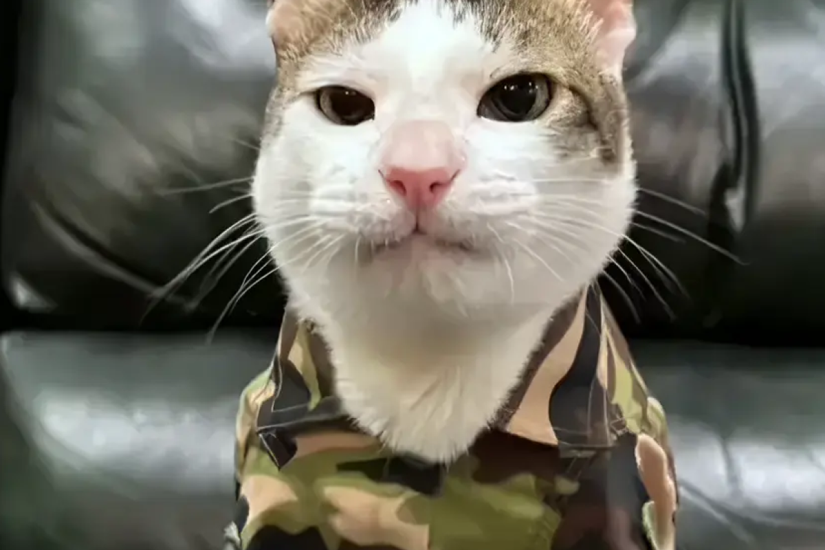 Potret Gagahnya Bobby Kartanegara Kucing Kesayangan Prabowo Subianto Pakai Baju Loreng, Siap Tangkap Tikus-Tikus Berdasi!