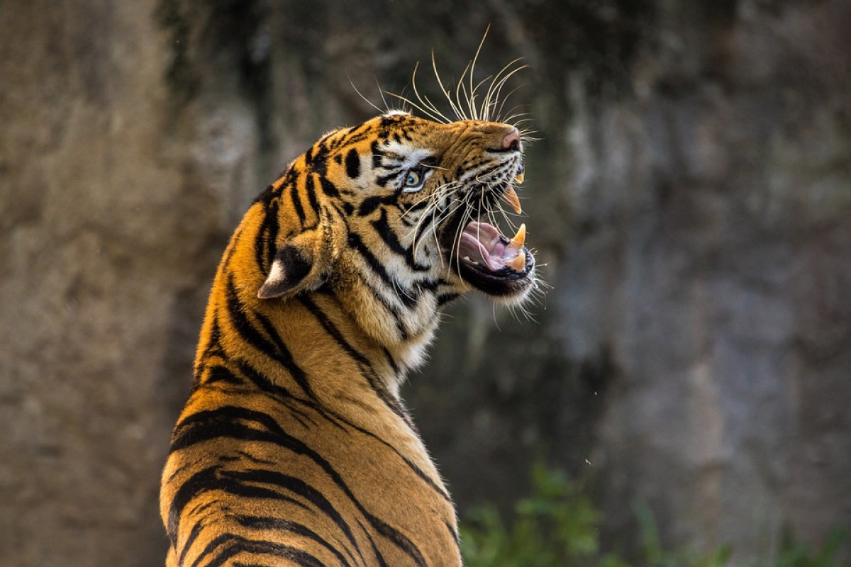 Andre Soan Siapa? Tersangka yang Pelihara Harimau Secara Ilegal di Samarinda, Ternyata Konglomerat Kaya Raya