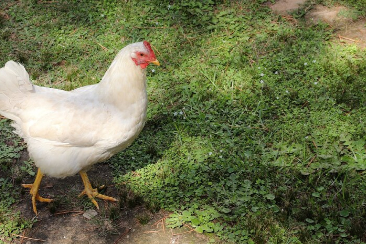 8 Manfaat Jagung Bagi Hewan Ternak, Pakan yang Cocok Untuk Pemeliharaan Kesehatan Pada Ayam