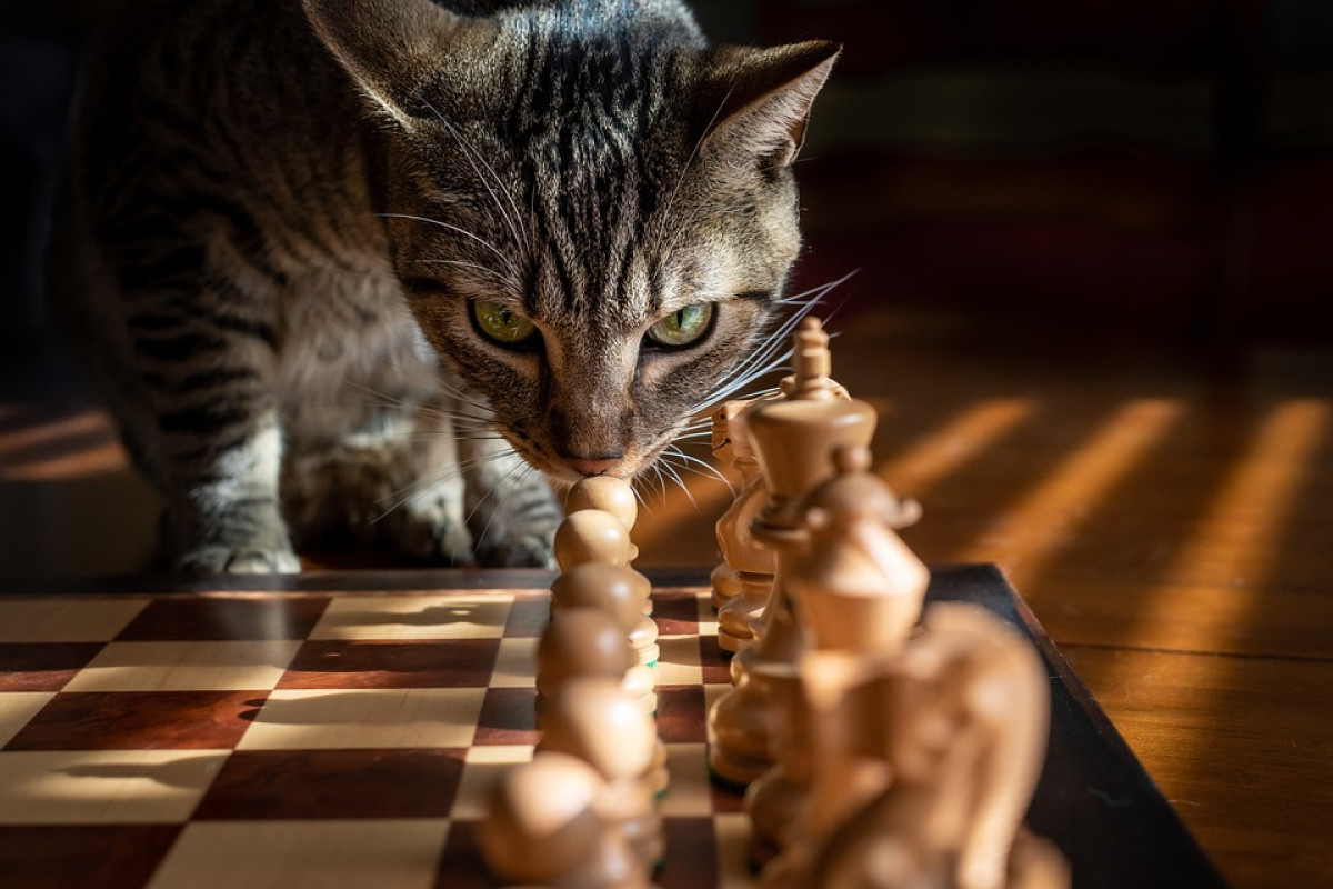 Siapa Anak dan Istri Nur Bapak Kos yang Memakan Kucing di Semarang, Bukan dari Kalangan Orang Sembarangan?