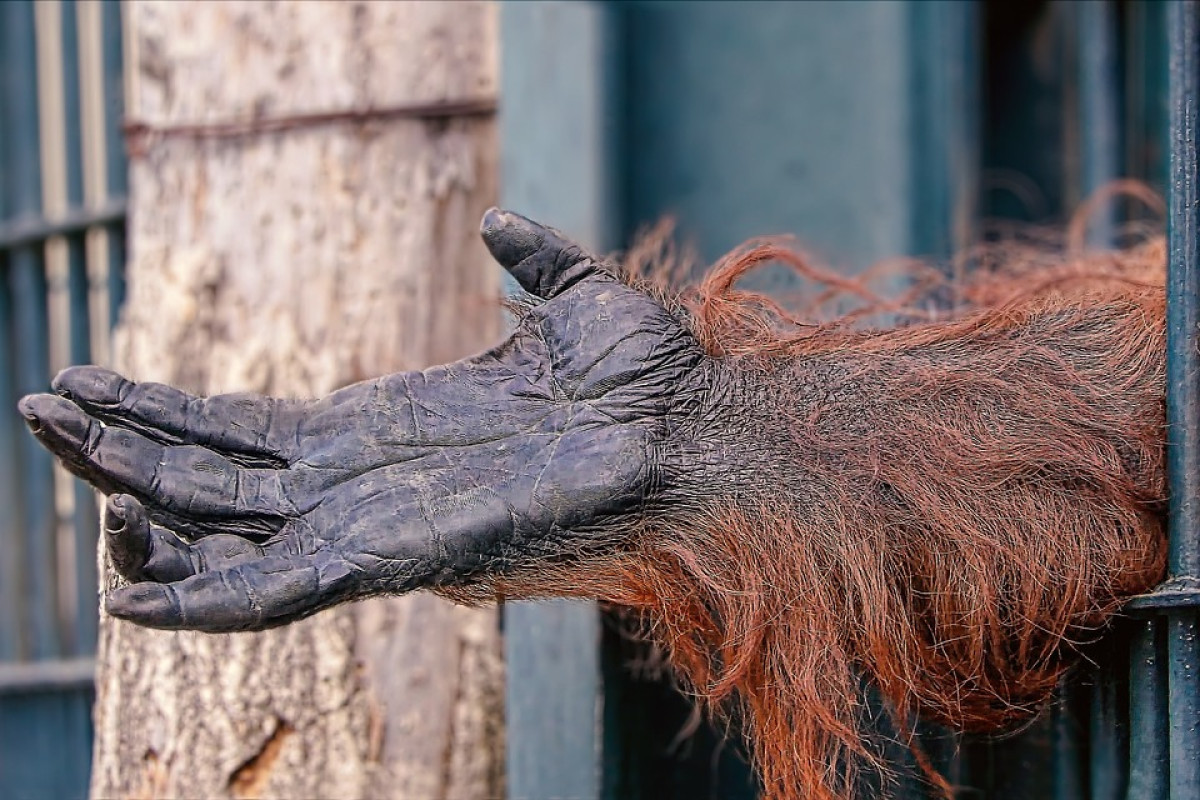 NO Sensor Video Viral 31 Detik Orangutan Raksasa Setinggi Rumah di Pemukiman Warga Kalimantan Timur di Mediafire, Dicari Natizen Curiga Akibat Kerusakan Alam