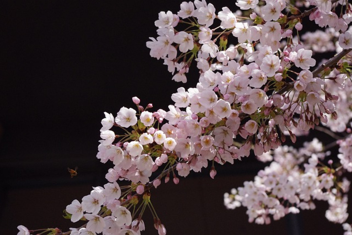 Siapa Alzafan Nugroho? Pria Viral Diduga Turis Asal Indonesia yang Rusak Bunga Sakura di Jepang Ternyata Asal Jawa Timu