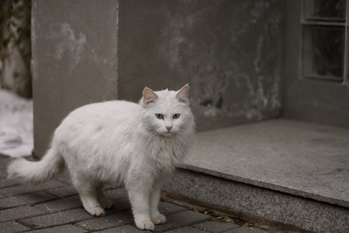 Jarang Diketahui! Inilah 7 Fakta Menarik Kucing Putih Dari Albino Hingga Rentan Mengalami Ketulian