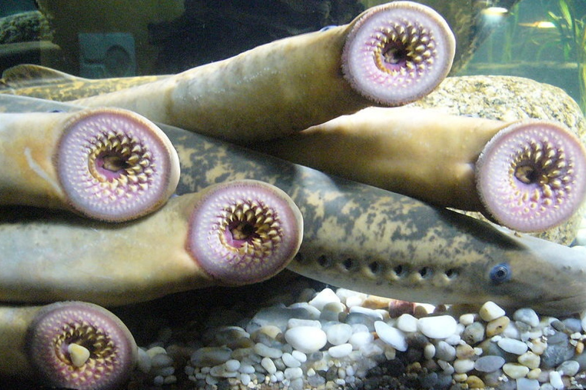 Lamprey Pasifik Ikan Purba Misterius Penghisap Darah Sudah Ada Sejak