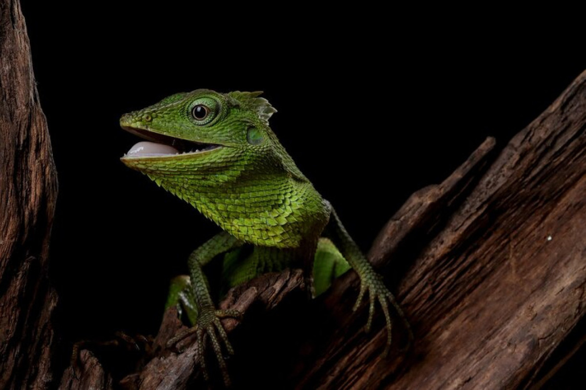 Bukan Sekadar Binatang, 6 Manfaat yang Tak Disangka dari Seekor Reptil untuk Manusia