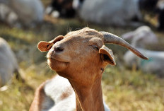 Benarkah Perasan Jeruk Nipis dan Tidak Mencuci Daging Dapat Menghilangkan Bau Prengus pada Daging Kambing Kurban? 