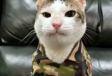 Potret Gagahnya Bobby Kartanegara Kucing Kesayangan Prabowo Subianto Pakai Baju Loreng, Siap Tangkap Tikus-Tikus Berdasi!