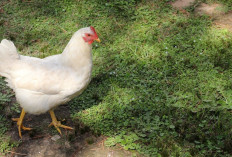 8 Manfaat Jagung Bagi Hewan Ternak, Pakan yang Cocok Untuk Pemeliharaan Kesehatan Pada Ayam