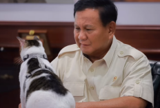 Siapa Bobby Kartanegara? Kucing Kesayangan Prabowo Subianto yang kini Dijuluki Penguasa Istana Negara Ternyata Berasal dari Kucing Jalanan